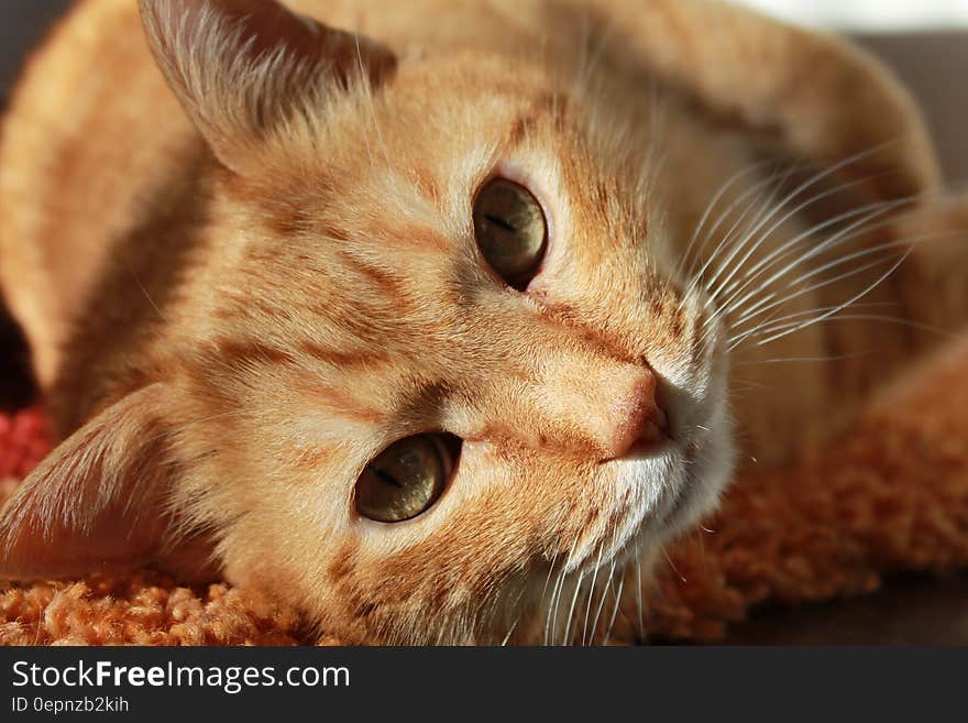 A close up of a ginger tabby cat. A close up of a ginger tabby cat.