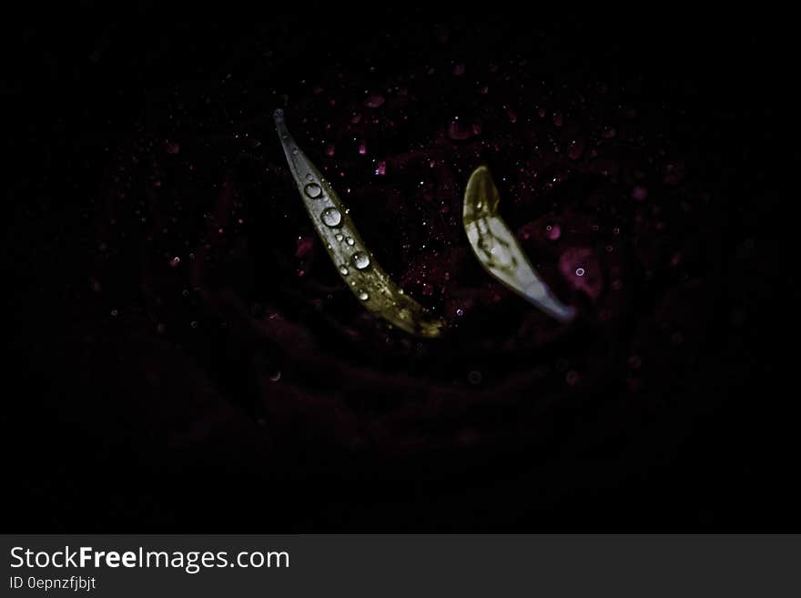 White and Yellow Flower Petal With Rain Drops