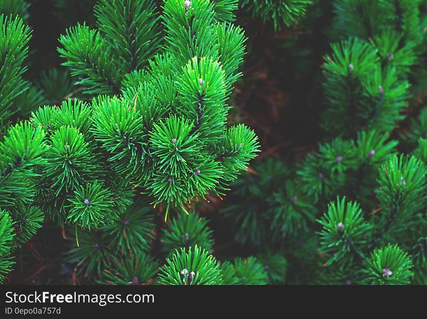 Close up on green branches of pine tree. Close up on green branches of pine tree.