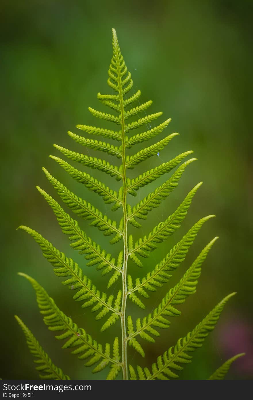 Close Up Photography of Fern Plant