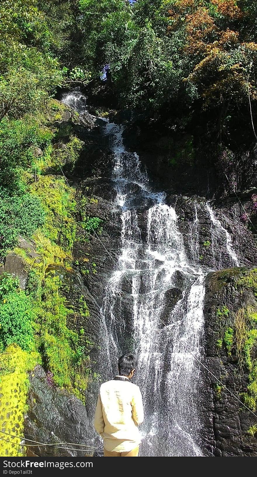 Waterfalls Surrounded by Green Plants