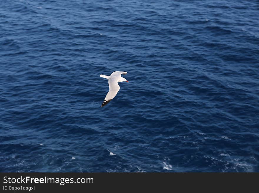 Seagull flying over blue waters of ocean on sunny day. Seagull flying over blue waters of ocean on sunny day.