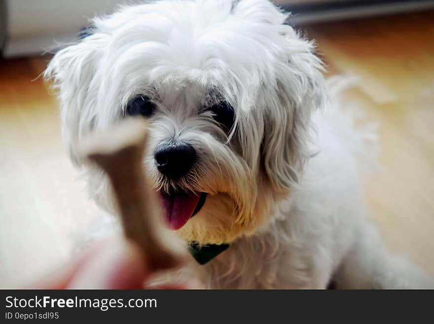 Bone Shaped Food on Front of White Shih Tzu