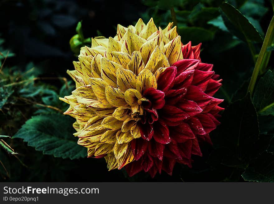 Yellow Red Petal Flower