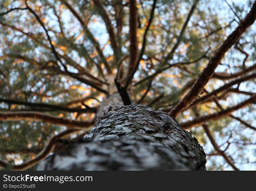 Low Angle Photography of Trees during Daytime