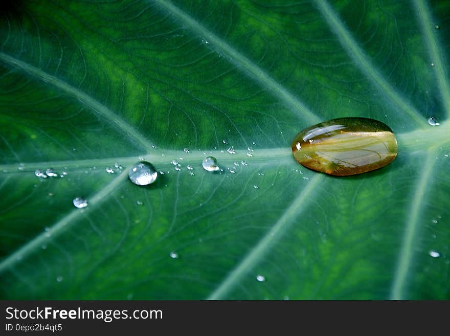 Water Drop on Green Leave Plant