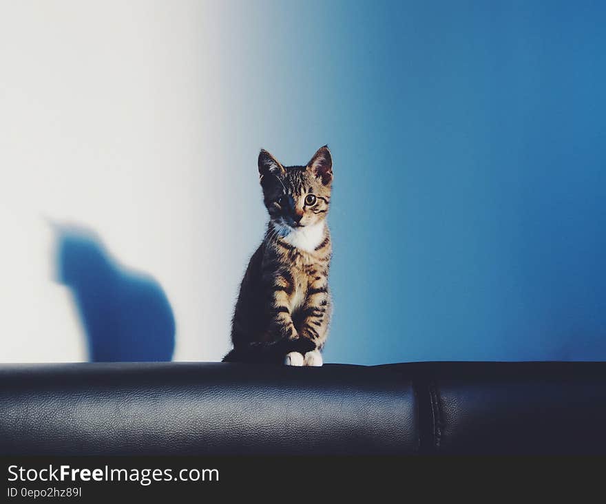 Brown and Black Tabby Cat on Black Leather Textile With Black Shadow