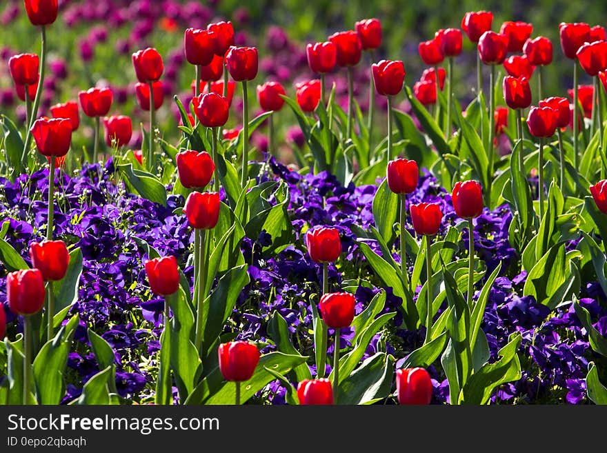 Tulips Flower With Green Leaves during Daytime