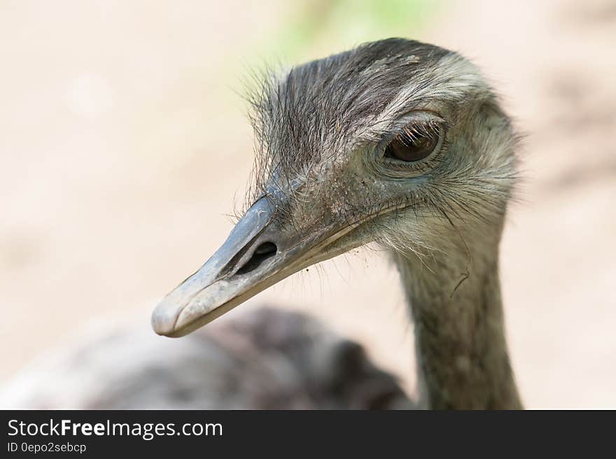 Close up portrait of ostrich outdoors on sunny day. Close up portrait of ostrich outdoors on sunny day.