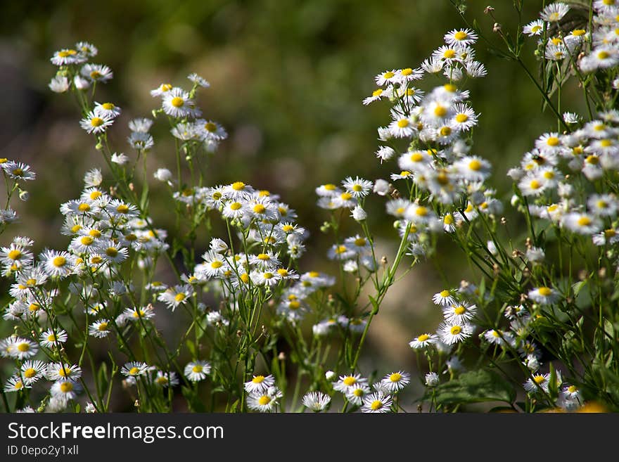 White daisy flowers in green field on sunny day. White daisy flowers in green field on sunny day.