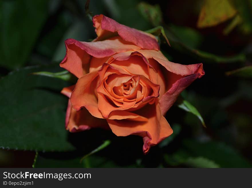 Red Flower Surrounded by Green Leaves