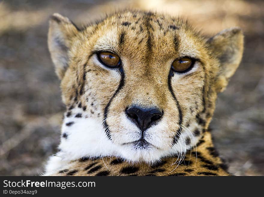 Adult Cheetah