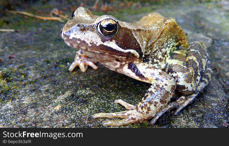 Brown and White Frog in Concrete Pavement