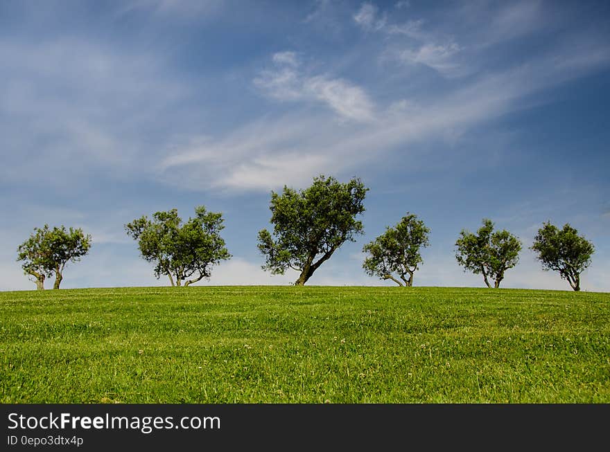 Trees on top of green hillside against blue skies on sunny day. Trees on top of green hillside against blue skies on sunny day.