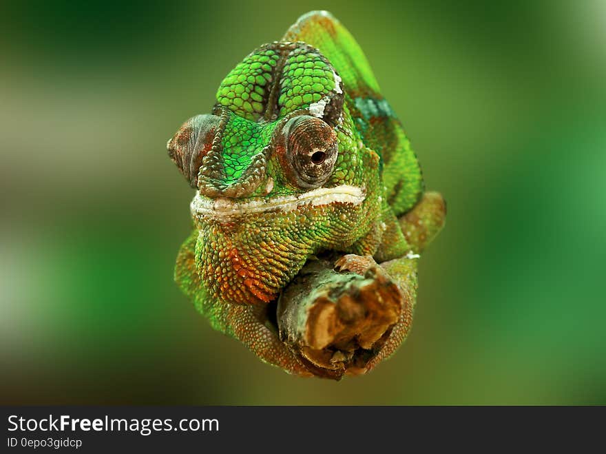 Brown and Green Cameleon