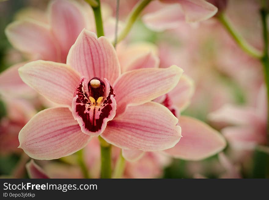 Close up of pink flower blossoms in sunny garden.