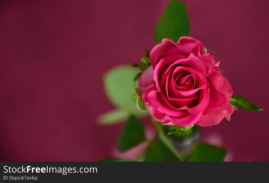 Red rose bloom on green leafy stem with red background.