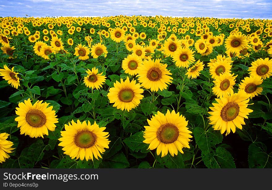 Sunflower Field Under Blue Sunny Sky