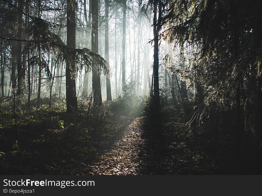 Fog in forest at dawn. Fog in forest at dawn.