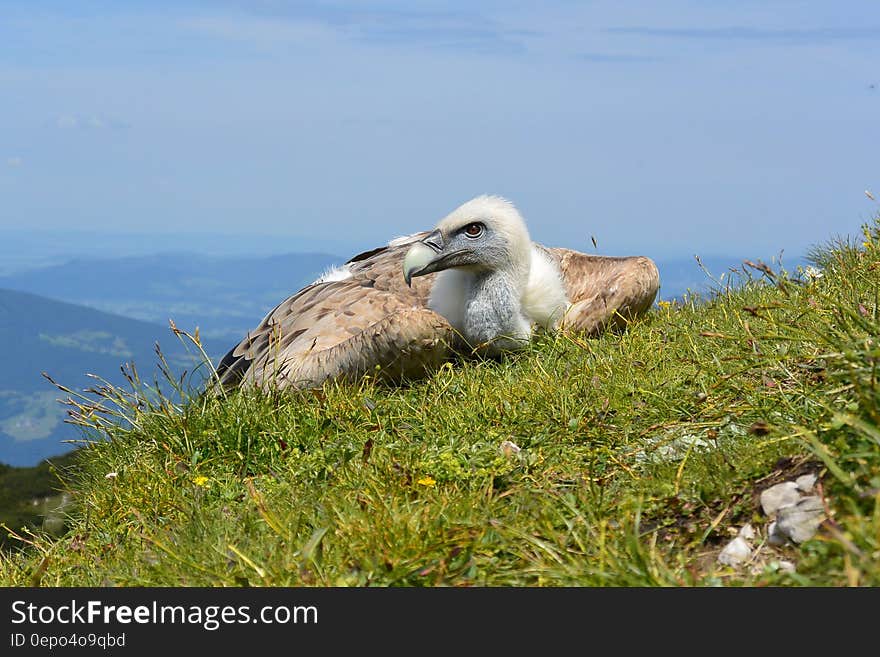 Vulture lying in green grass on hillside. Vulture lying in green grass on hillside.