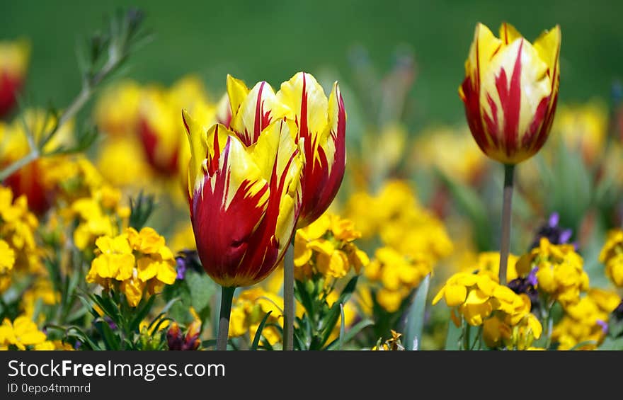 Red and Yellow Flowers during Daytime