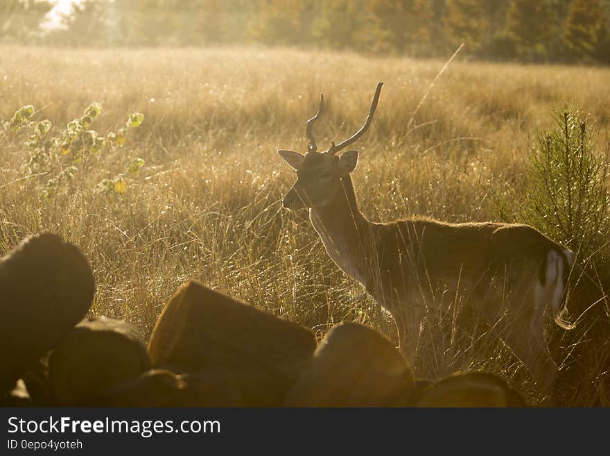 Brown Deer Surrounded by Grass during Sunset