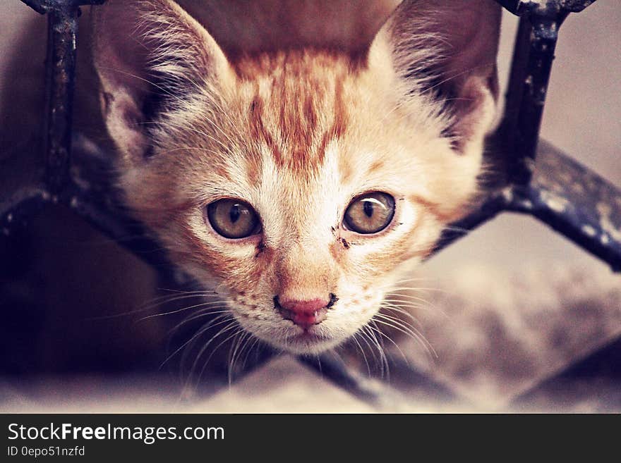 Portrait of short hair domestic cat on chair. Portrait of short hair domestic cat on chair.