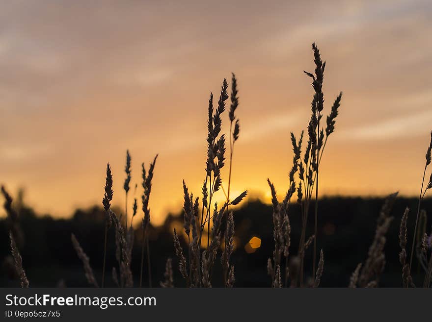 Brown Wheat during Sunset