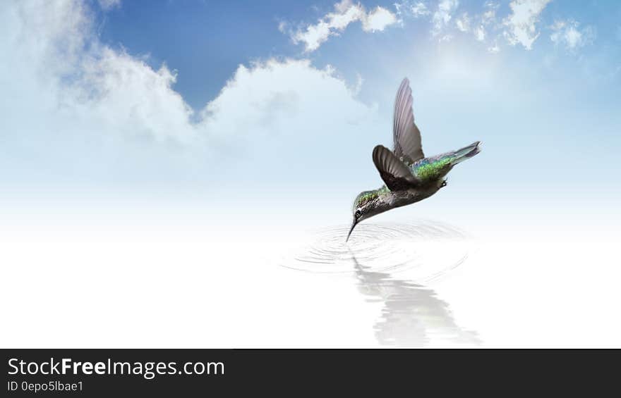 Hummingbird drinking from pool against blue skies and clouds. Hummingbird drinking from pool against blue skies and clouds.