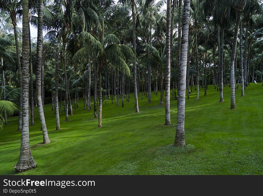 Palm trees on green lawn on sunny day.