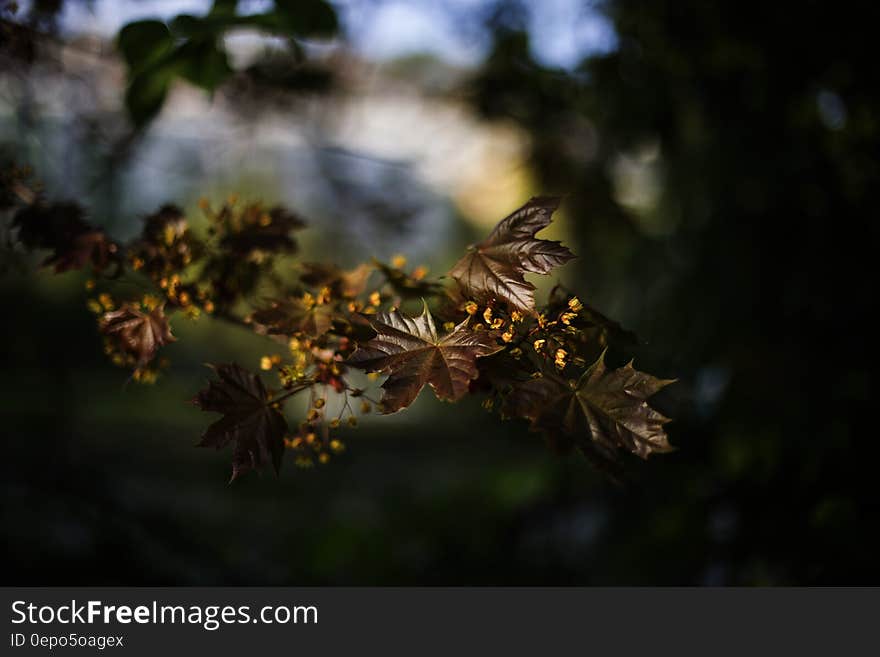 Brown Leaf Plant