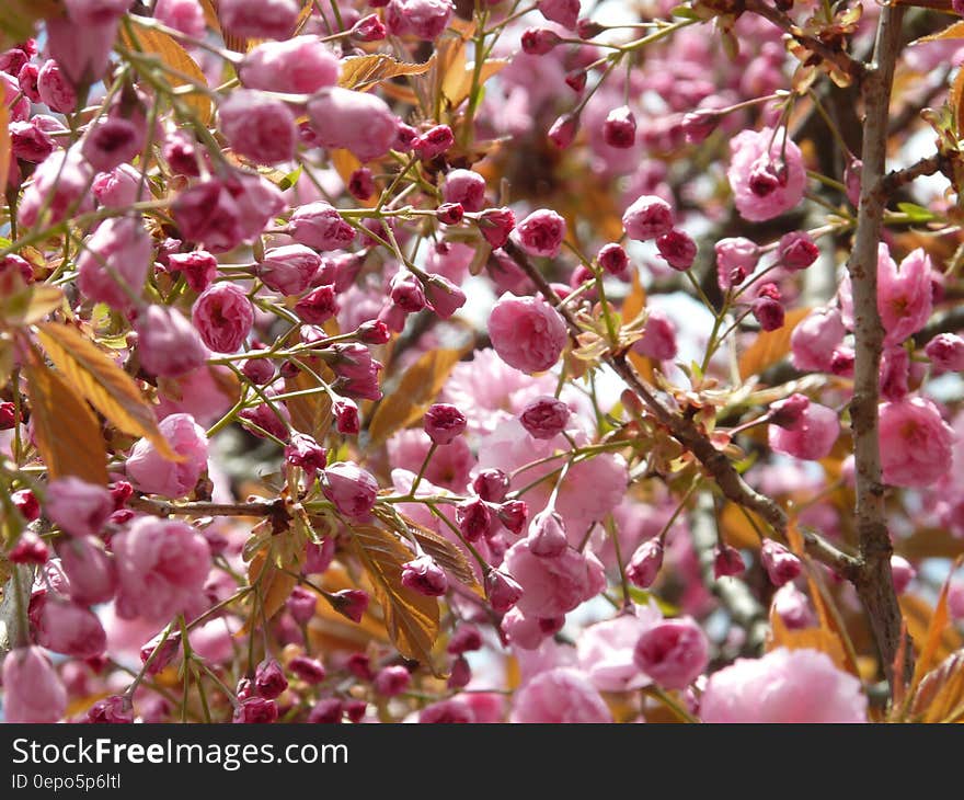Close up of pink blooms on branches on sunny day.