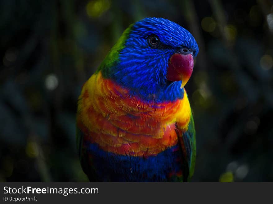 Blue and Red Parakeet