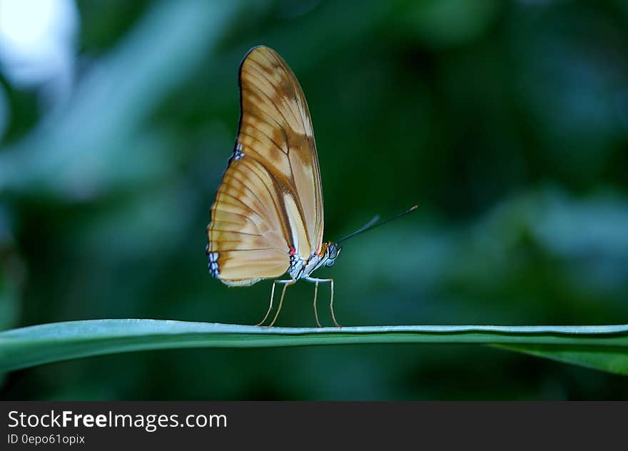 Brown Butterfly on Green Plant Leaf