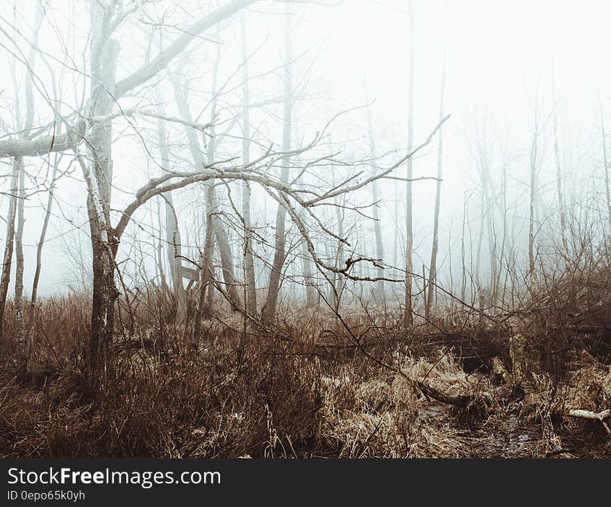 Foggy bare trees in grasses of field in forest. Foggy bare trees in grasses of field in forest.