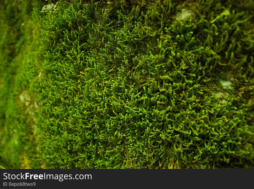 Close up of green moss in sunshine. Close up of green moss in sunshine.