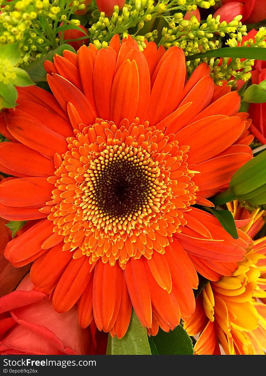 Orange and Black Petaled Flower in a Close Up Photography during Daytime