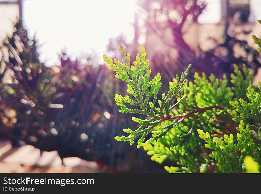 Green Leaf Plant Close Up Photo