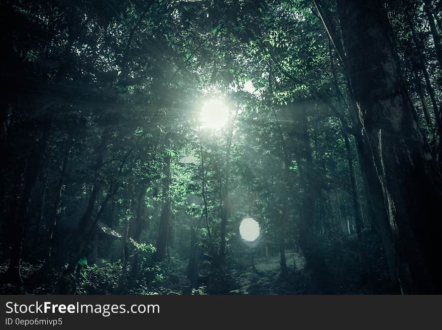 Green Rainforest Under Sunny Day