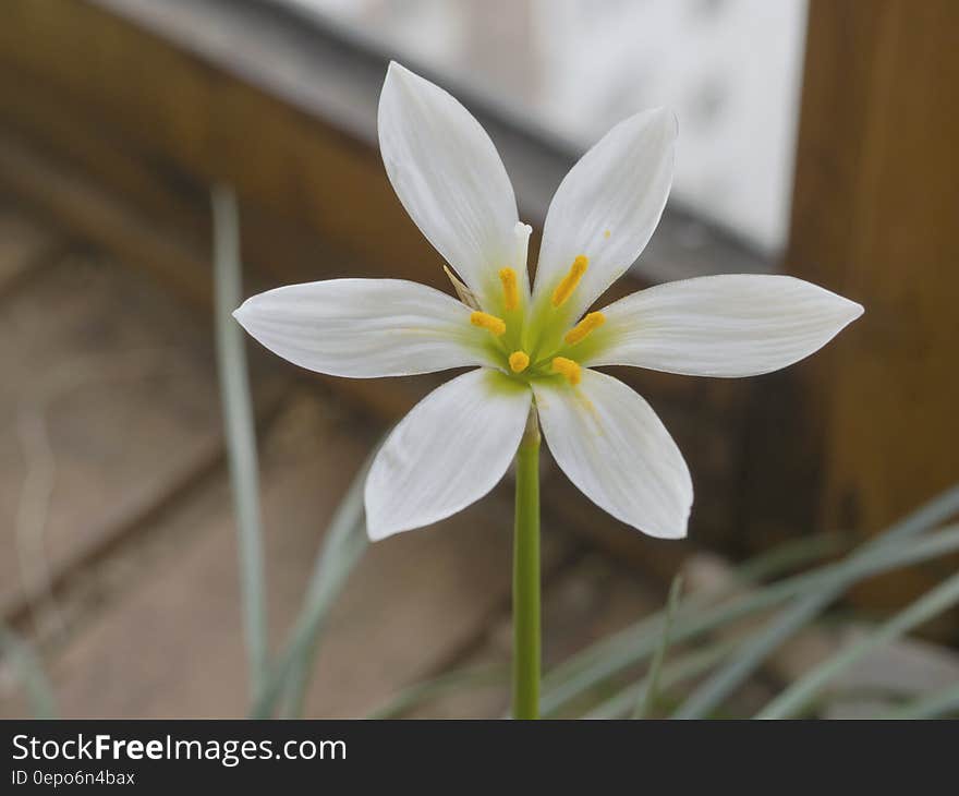 White 6 Petal Flower in Close Up Photography