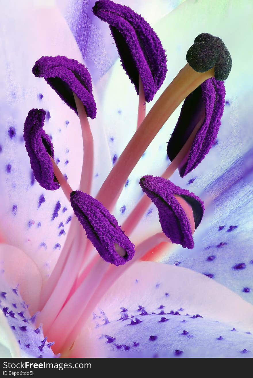 Purple Pollen Flowers