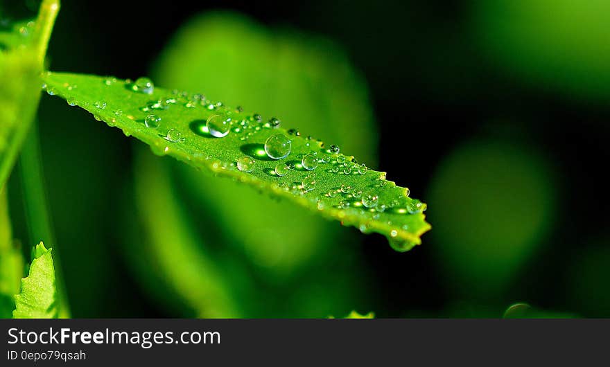 Droplets on Green Leaf in Close Up Photograph