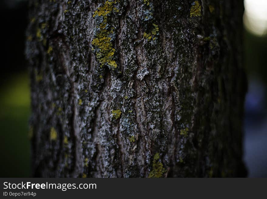 Tree Trunk With Green Moss