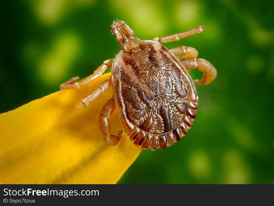 Close up of tick on yellow leaf. Close up of tick on yellow leaf.