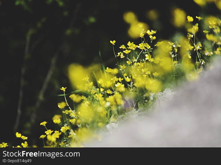 Yellow Flowers in Tilt Shift Lens Photography