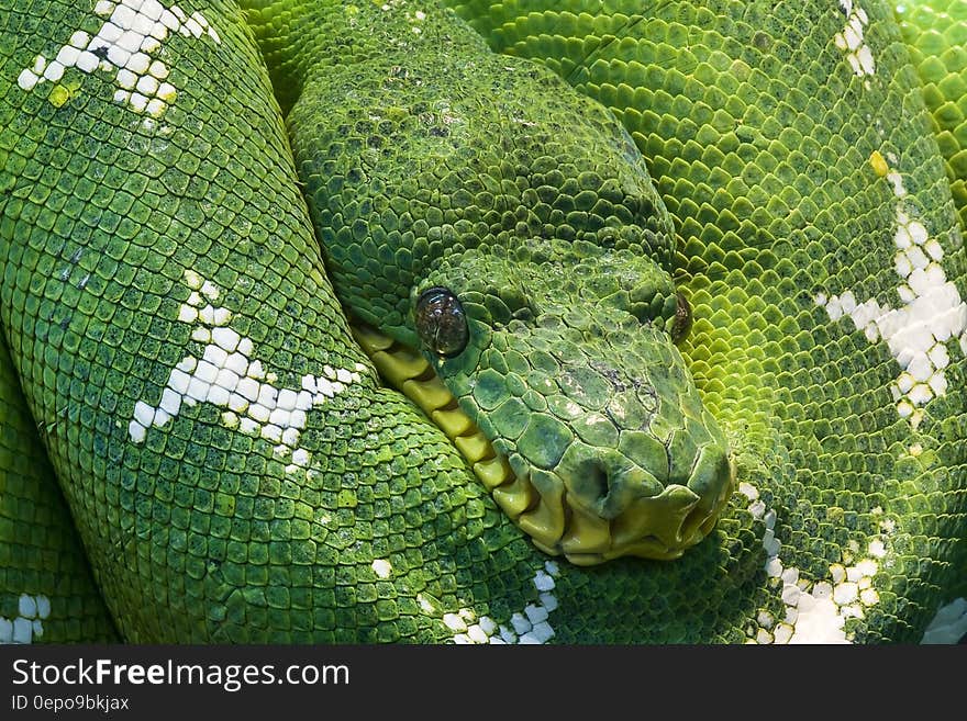 Photo of Green and White Snake