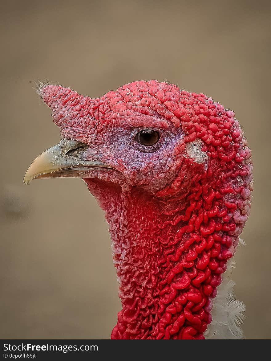 Red Headed Bird in Close Up Photo