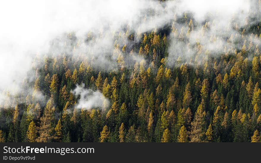 Cloudy Forest