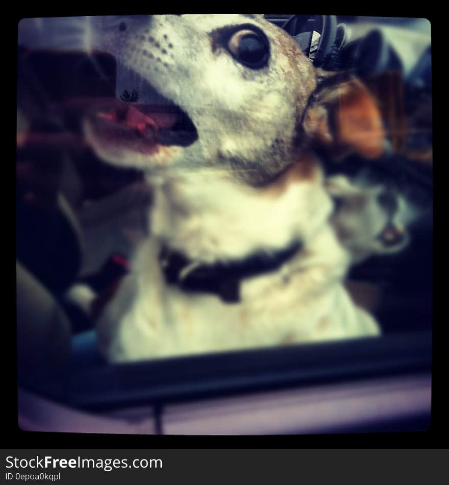 Portrait of dog barking inside car. Portrait of dog barking inside car.