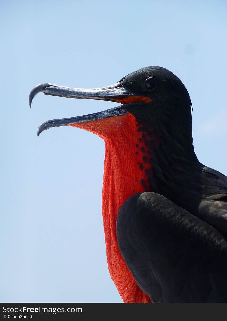 A close up shot of a frigate bird head. A close up shot of a frigate bird head.